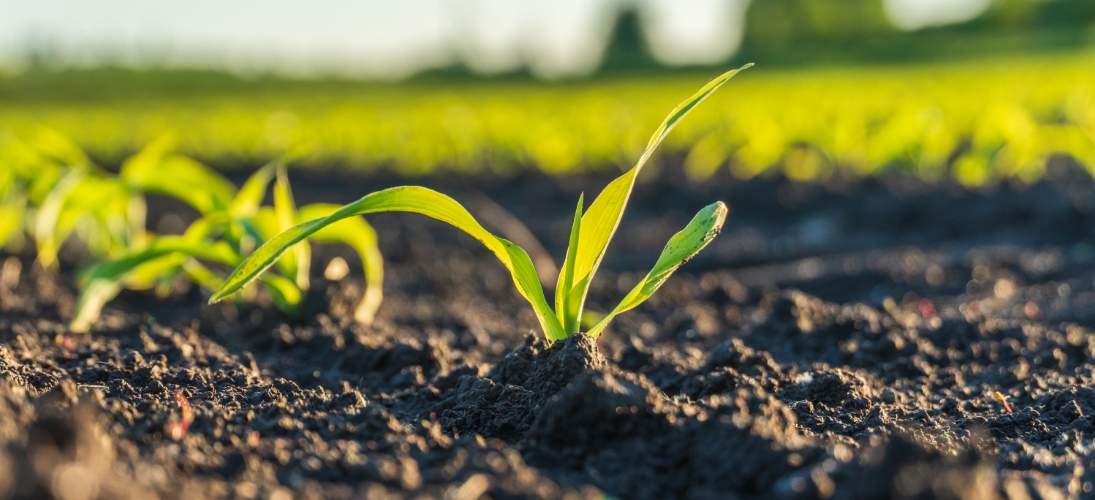 Alimentation : les Français surexposés au cadmium